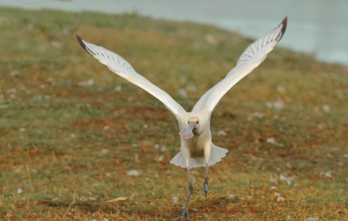 Spoonbill