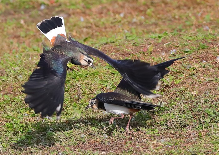 Lapwing