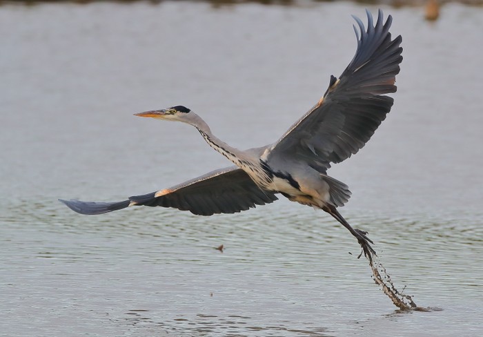 Grey Heron