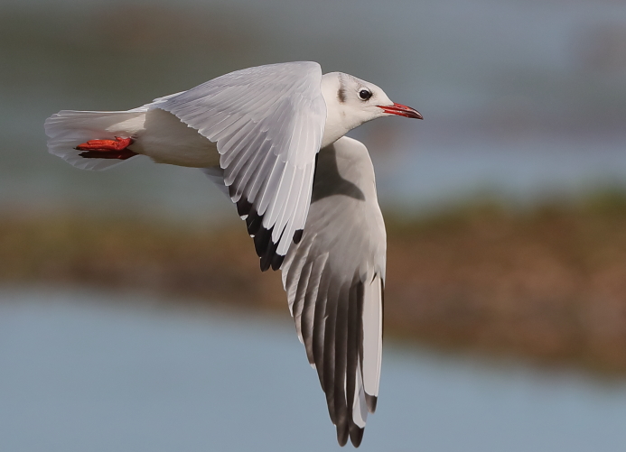 Black-headed Gull