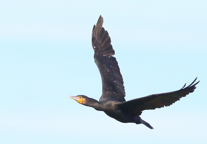 Cormorant