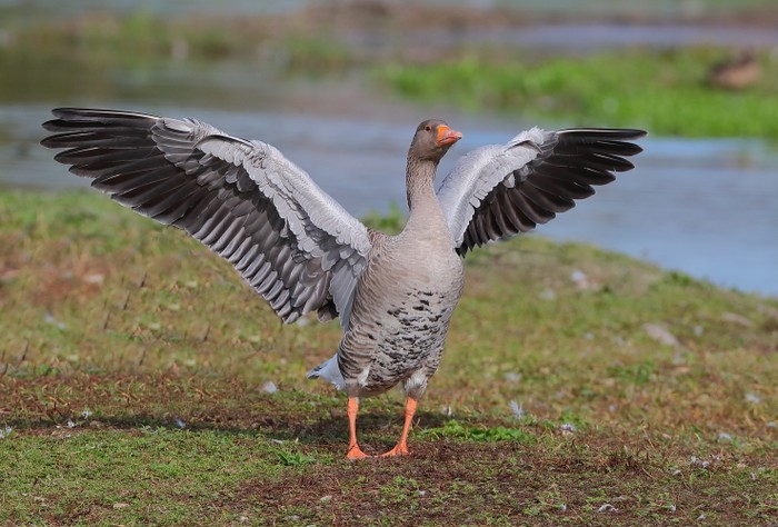 Greylag Goose