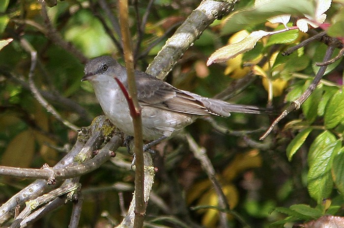 Barred Warbler