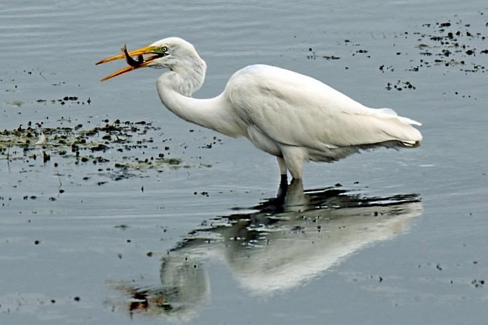 Great White Egret