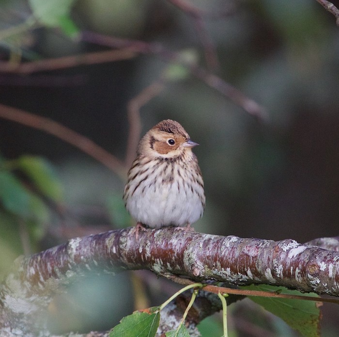 Little Bunting