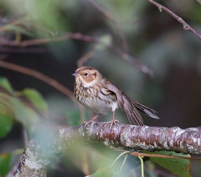 Little Bunting