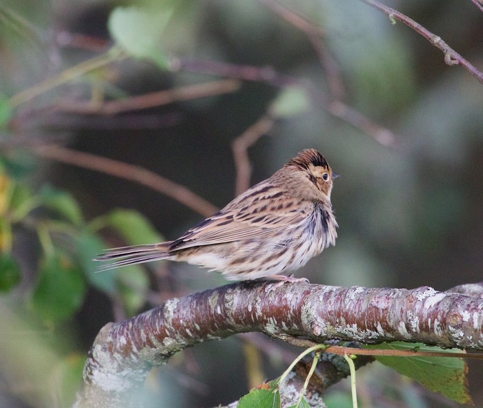Little Bunting