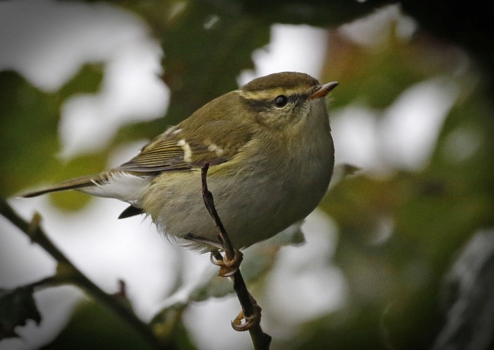 Yellow-browed Warbler