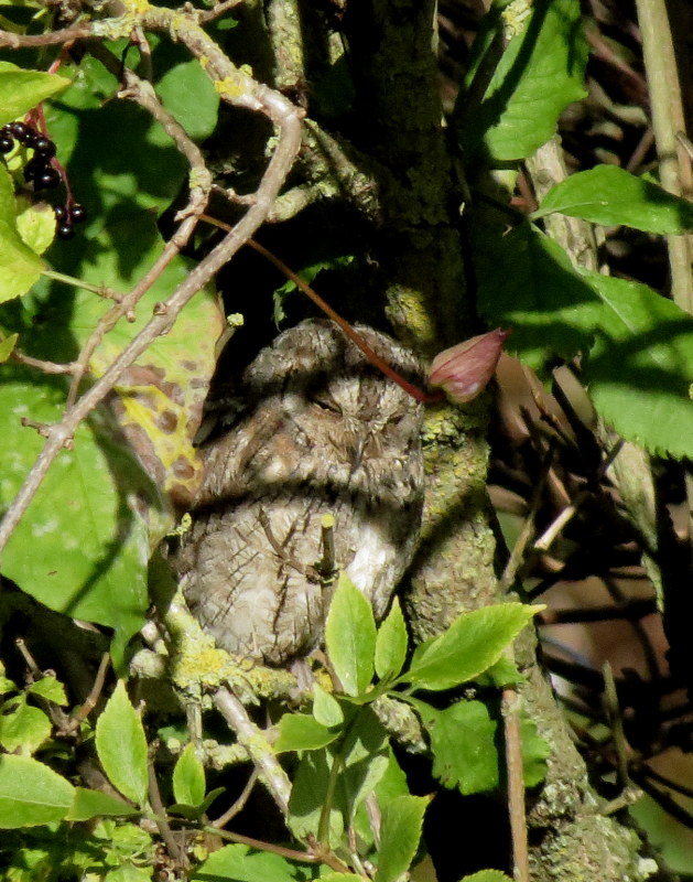 Scops Owl