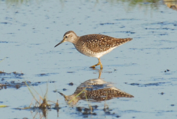 Wood Sandpiper