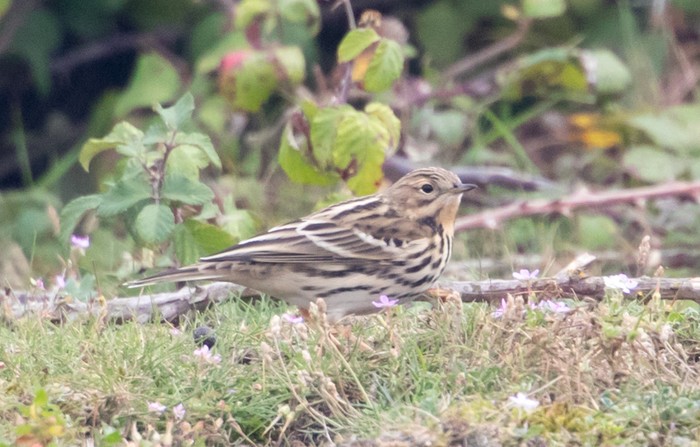 Red-throated Pipit