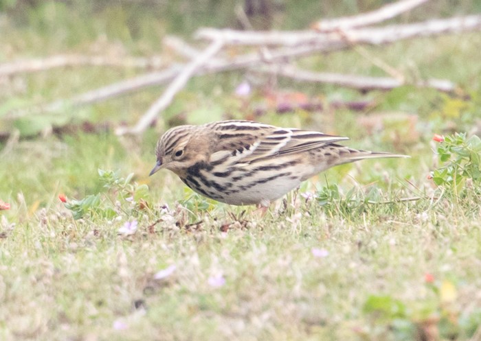 Red-throated Pipit