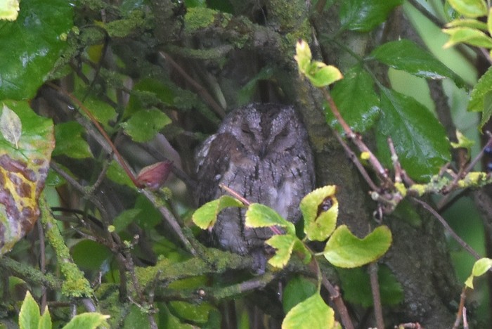 Scops Owl