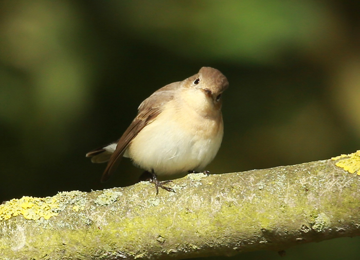 Red-breasted Flycatcher