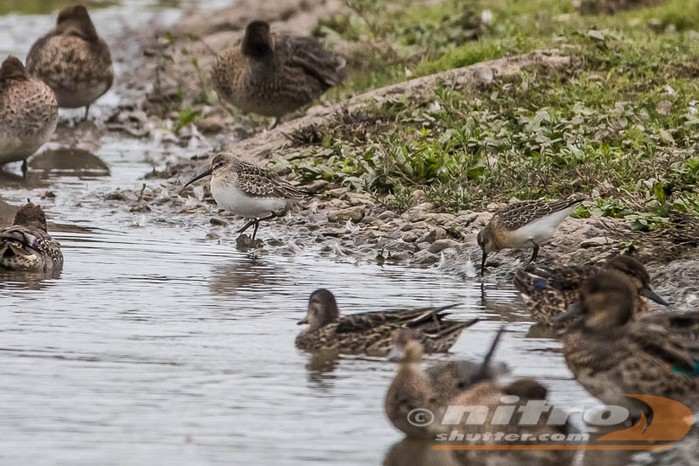 Curlew Sandpiper