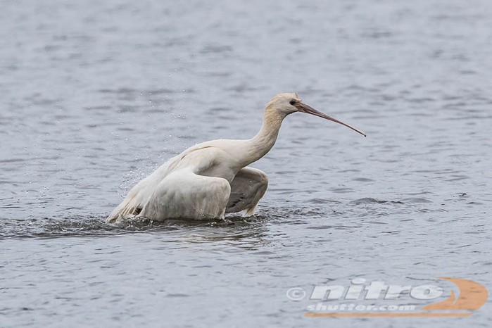 Spoonbill