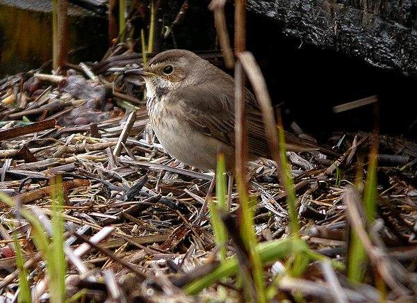 Bluethroat