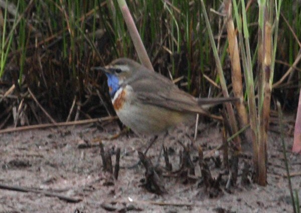Red-spotted Bluethroat