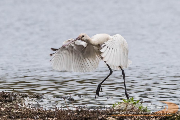 Spoonbill