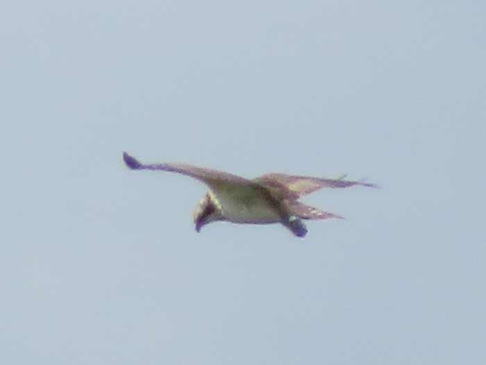 osprey