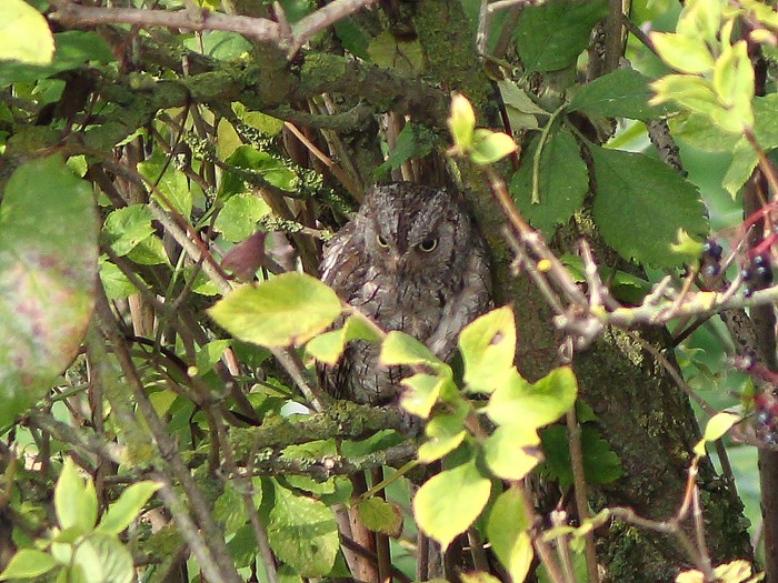 Scops Owl
