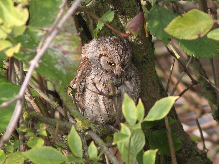 Scops Owl
