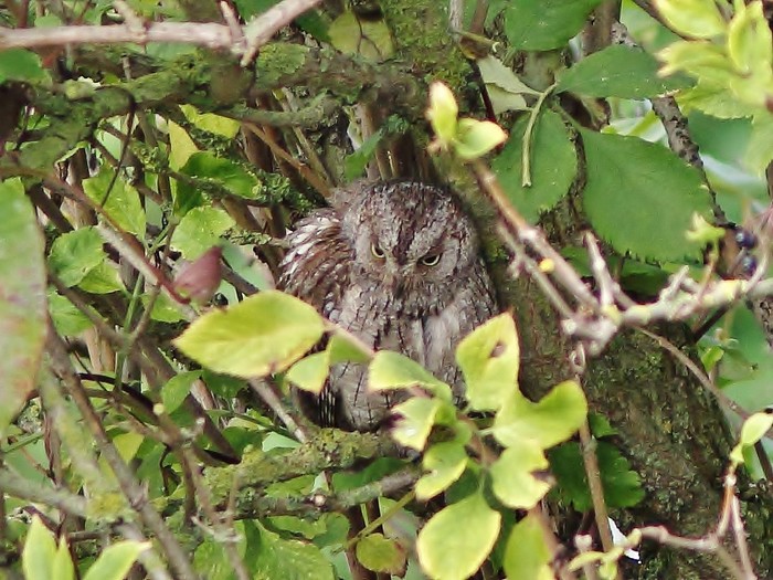 Scops Owl