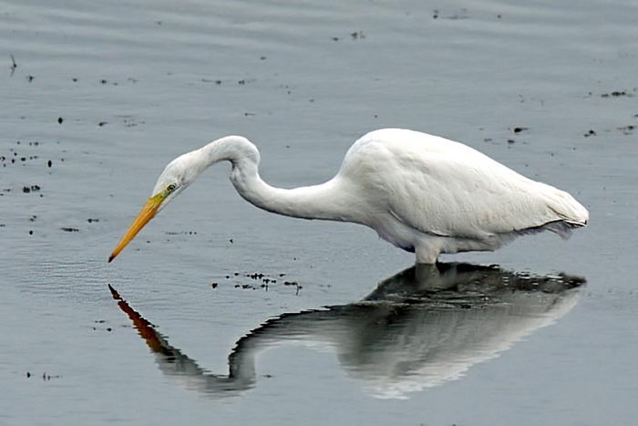 Great White Egret