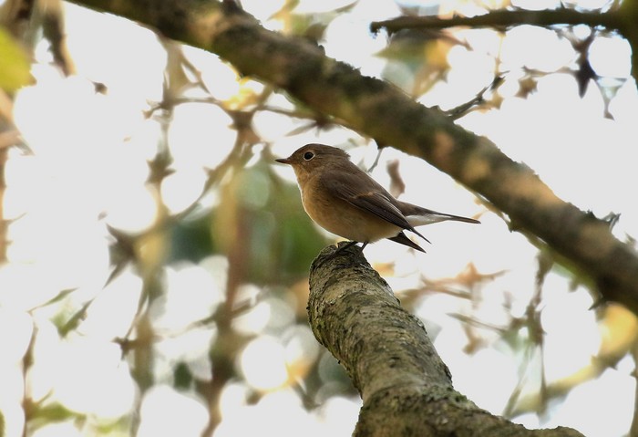 Red-breasted Flycatcher