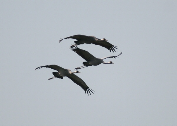 Common Crane