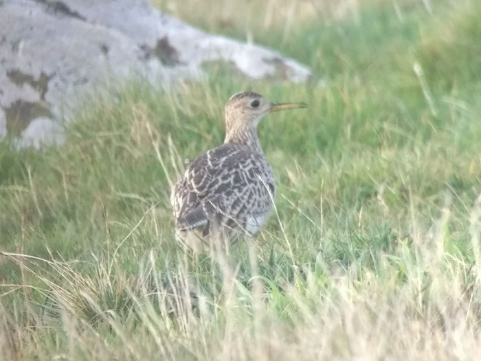 Upland Sandpiper