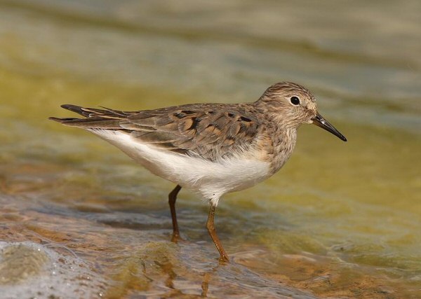 Temminck's Stint