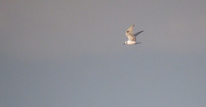White-winged Black Tern
