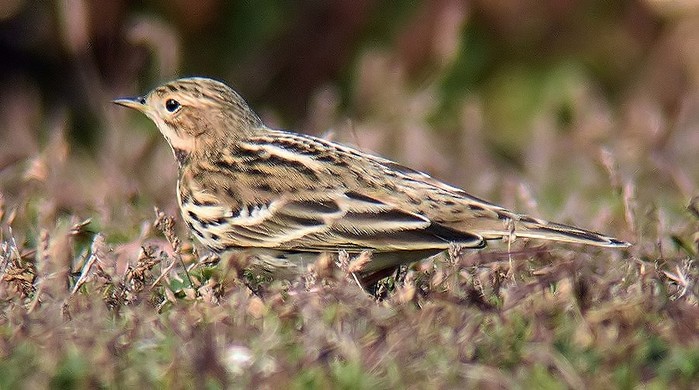 Red-throated Pipit