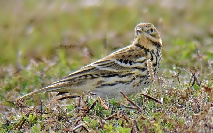 Red-throated Pipit