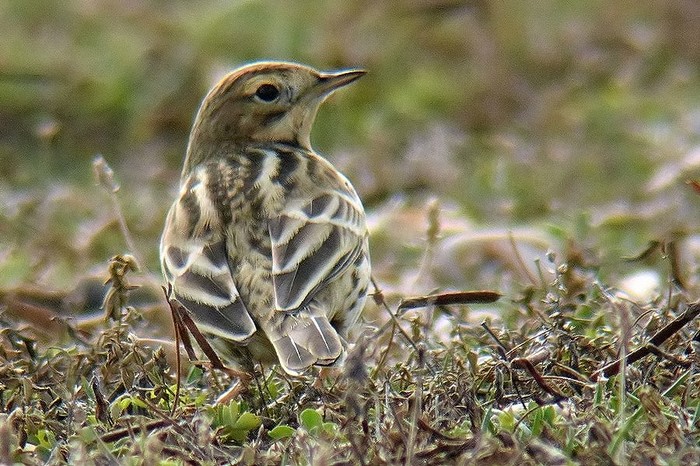 Red-throated Pipit