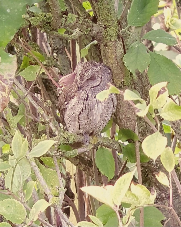 Scops Owl