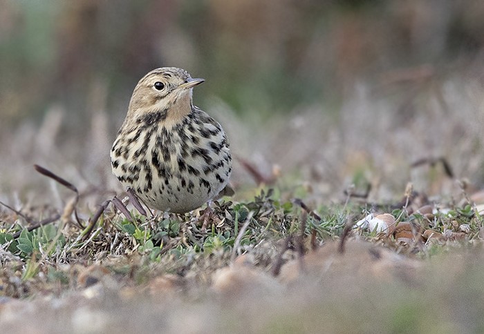 Red-throated Pipit