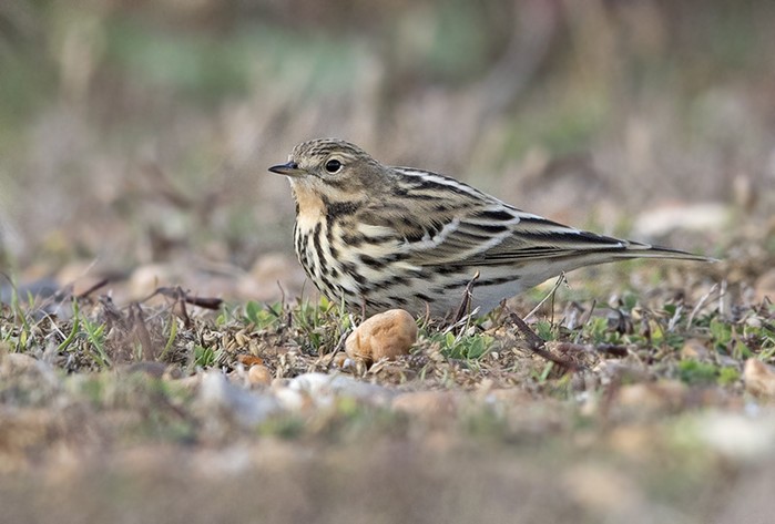 Red-throated Pipit