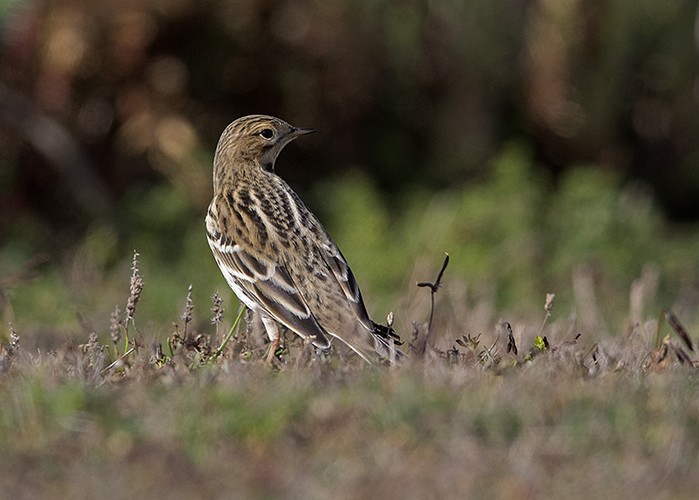 Red-throated Pipit