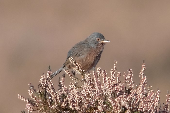 Dartford Warbler