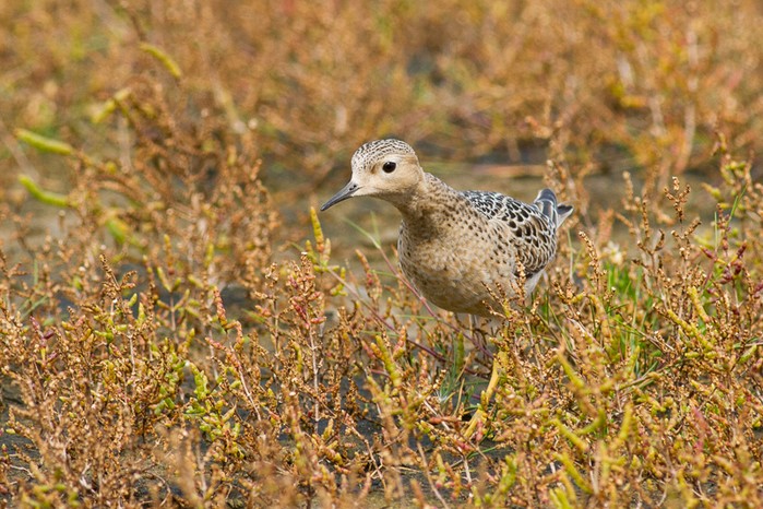 Buff-breasted Sandpiper