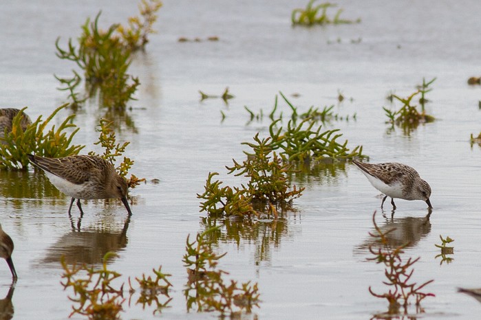 Semipalmated Sandpiper