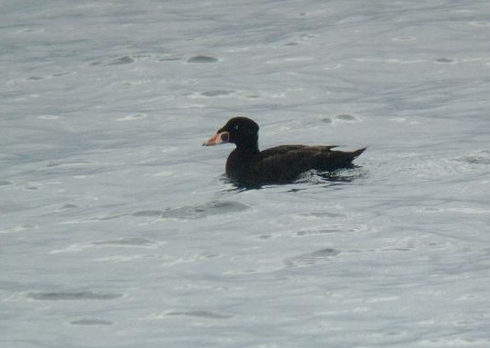 Surf Scoter