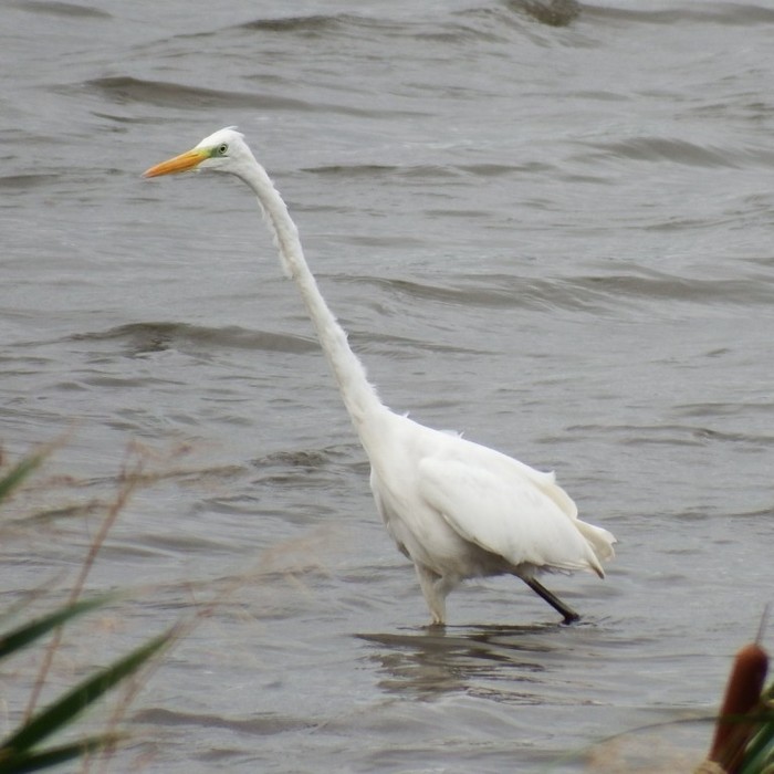 Great White Egret