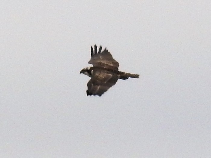 Osprey