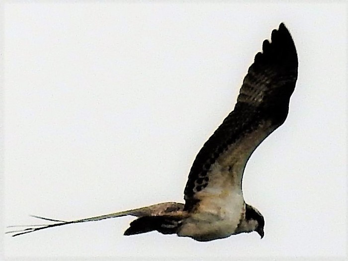 Osprey