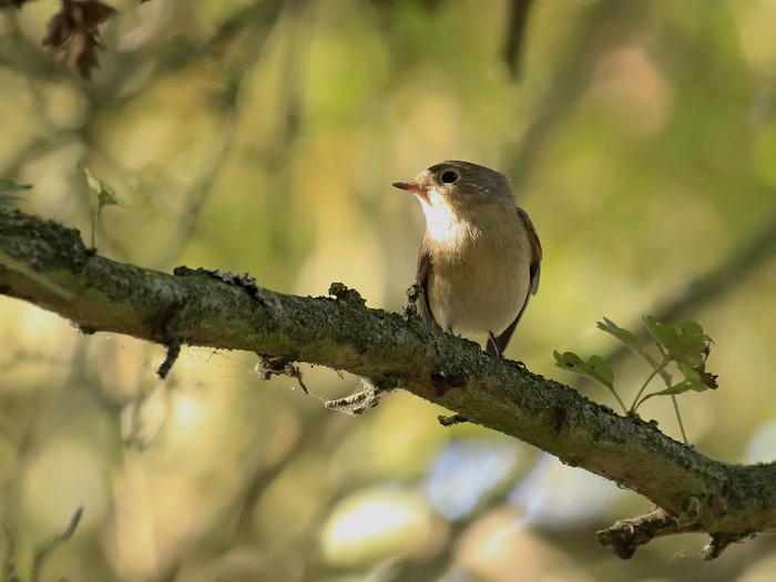 Red-breasted Flycatcher