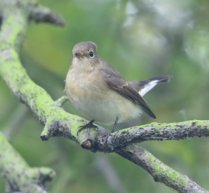 Red-breasted Flycatcher