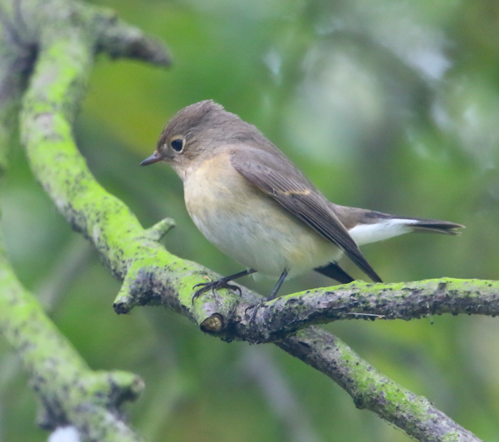 Red-breasted Flycatcher